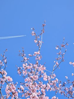 PXL_20250411_110948853.jpg