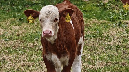 Kalb aus 8m Entfernung.jpg