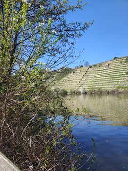 IMG_20250411_132656649_HDR.jpg
