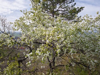 IMG_20250413_091930-Topaz.jpg