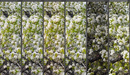 Blüten.jpg