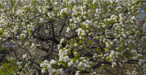 crop vom 50MP auf 20MP runterskaliert.png