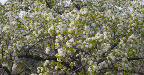crop von 12MP auf 20MP hochskaliert.png