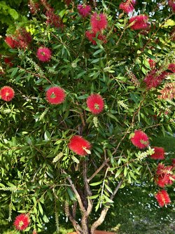IMG_20250409_160326.jpg