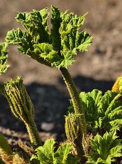 IMG_20250409_165956.jpg