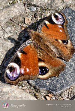 IMG_20250416_124129.jpg