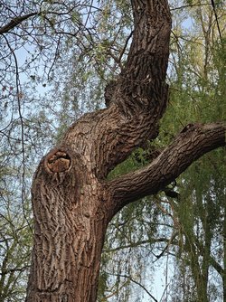 IMG_20250417_193222.jpg