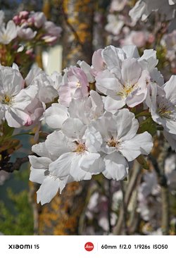IMG_20250412_084457.jpg