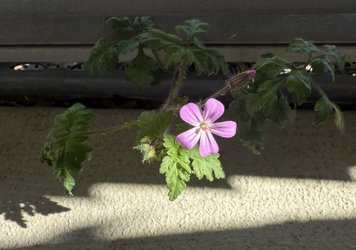 IMG_9833.jpeg