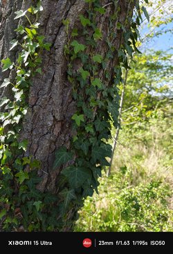 IMG_20250419_145139.jpg