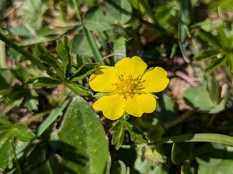 PXL_20250419_125744684.MACRO_FOCUS.jpg