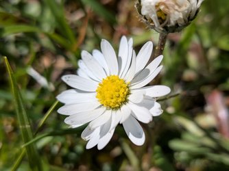 PXL_20250419_125753406.MACRO_FOCUS.jpg