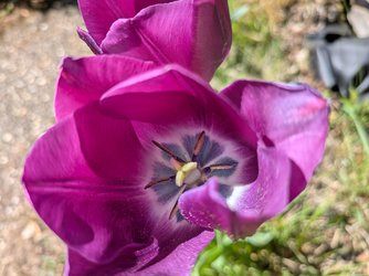 PXL_20250419_125812207.MACRO_FOCUS.jpg