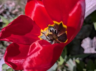 PXL_20250419_125923250.MACRO_FOCUS.jpg