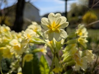 PXL_20250419_130020164.MACRO_FOCUS.jpg