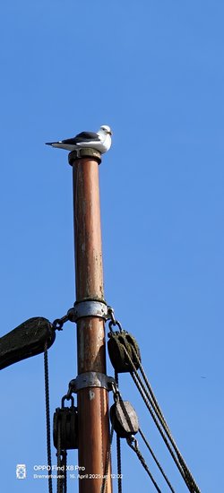 IMG20250416120204.jpg
