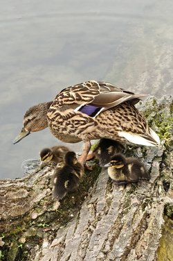 Junge Enten 01.jpg