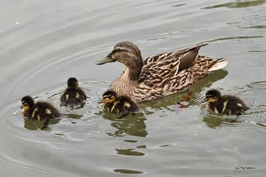 Junge Enten 02.jpg
