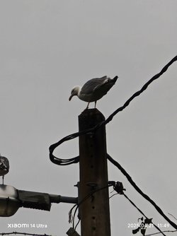 IMG_20250421_114957.jpg