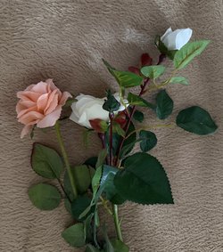 IMG_9867.jpeg