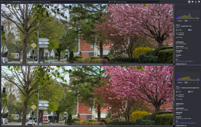 Kameravergleich Moto Edge 50 Neo vs Pixel 7pro 24mm Bäume.png