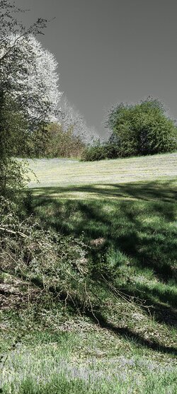IMG_20250407_161258789_HDR.jpg