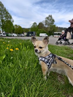 IMG_20250426_173742.jpg