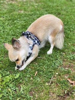 IMG_20250424_164504.jpg