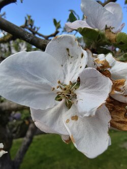 IMG_20250423_171214.jpg