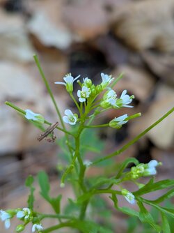 PXL_20250427_091014649.MACRO_FOCUS.jpg