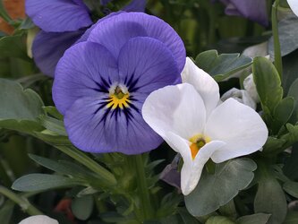 IMG_20250420_163506.jpg