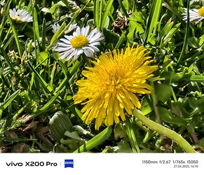 30_Vivo_Lebendig_50x.jpg