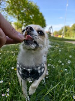 IMG_20250428_171724_1.jpg
