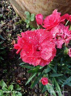 IMG_20250429_095008.jpg