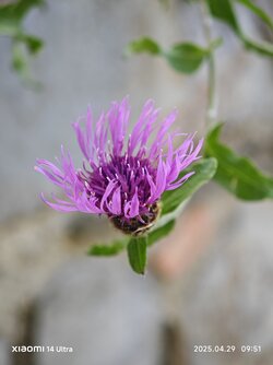 IMG_20250429_095158.jpg