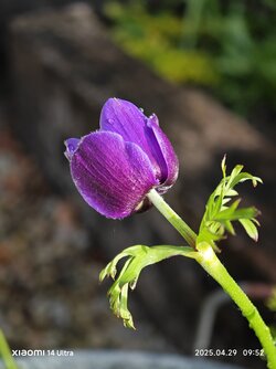 IMG_20250429_095257.jpg