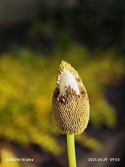 IMG_20250429_095328.jpg