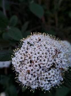 IMG20250429205443~2.jpg