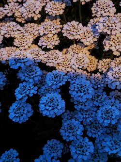 IMG20250429210135~2.jpg