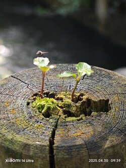 IMG_20250430_093925.jpg