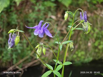 IMG_20250430_094350.jpg