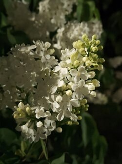 IMG20250430234642~2.jpg