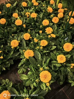 IMG_20250502_111719.jpg