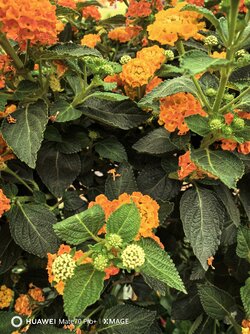IMG_20250502_113150.jpg