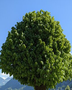 1000019116.jpg