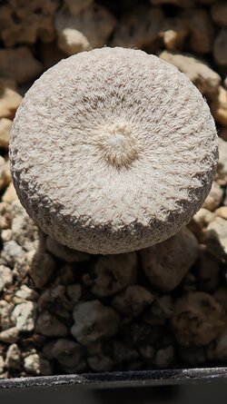 Epithelantha bokei.jpg