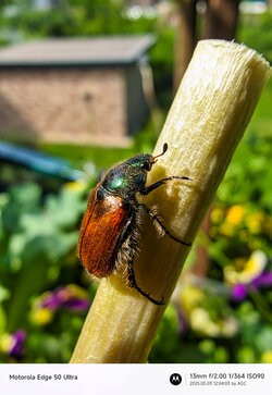 Gcam20250503_120403954.jpg
