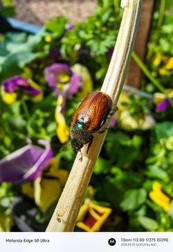 Gcam20250503_120321364.jpg