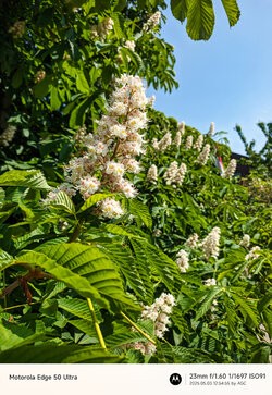 Gcam20250503_125455589.jpg