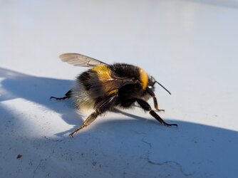 PXL_20250419_160314325.MACRO_FOCUS.jpg